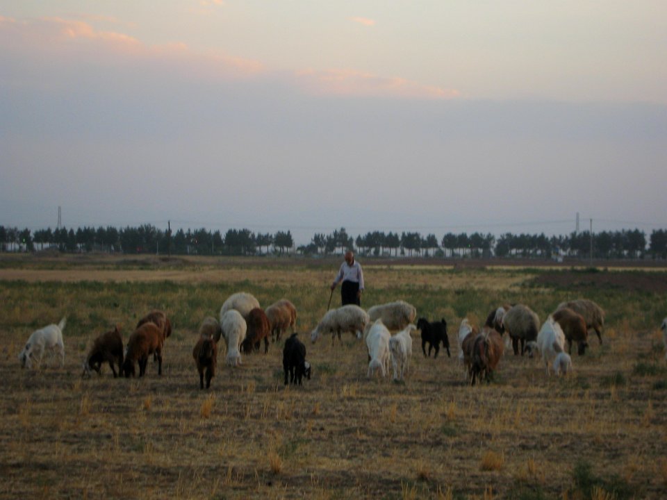 Oldman Ranceher in the outskirt of Nishapur - near Maghrebi mausoleum - upon Old Nishapur soil 19