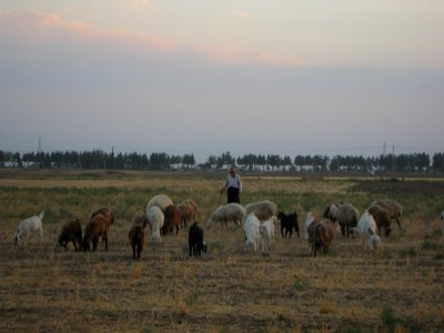Oldman Ranceher in the outskirt of Nishapur - near Maghrebi mausoleum - upon Old Nishapur soil 19