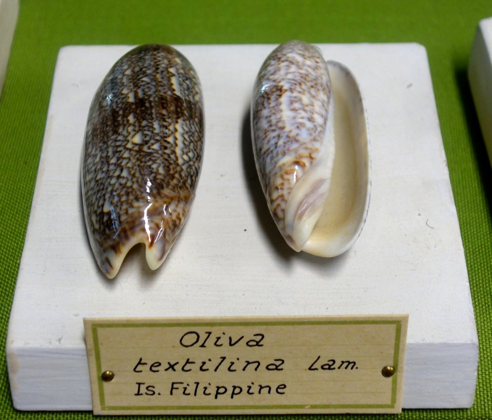 Oliva sericea (Oliva textilina) - Museo Civico di Storia Naturale Giacomo Doria - Genoa, Italy - DSC03250