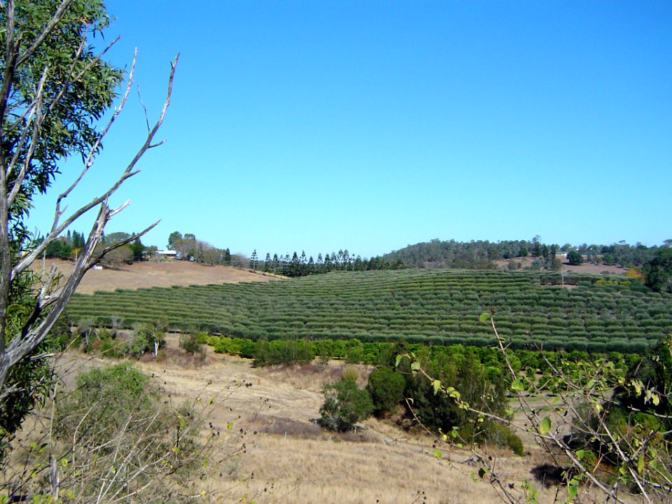 Olive crop Pine Mountain
