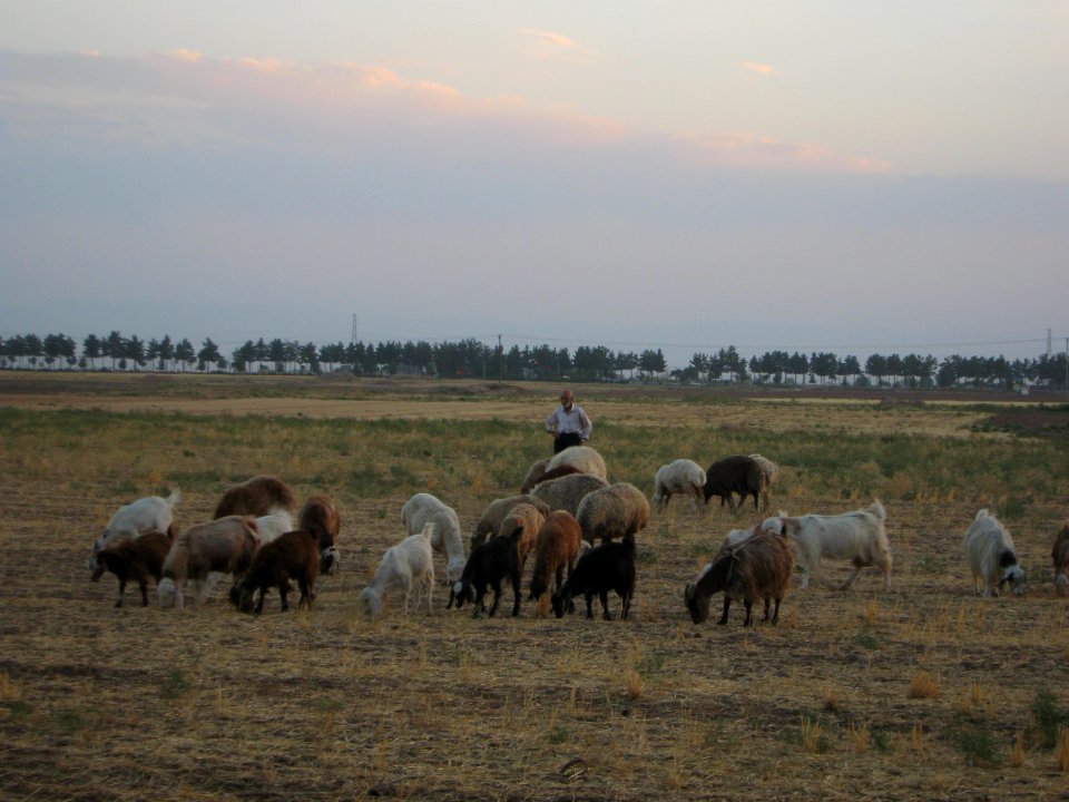 Oldman Ranceher in the outskirt of Nishapur - near Maghrebi mausoleum - upon Old Nishapur soil 29