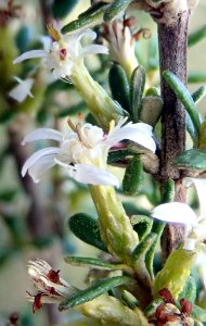 Olearia solandri 63539834