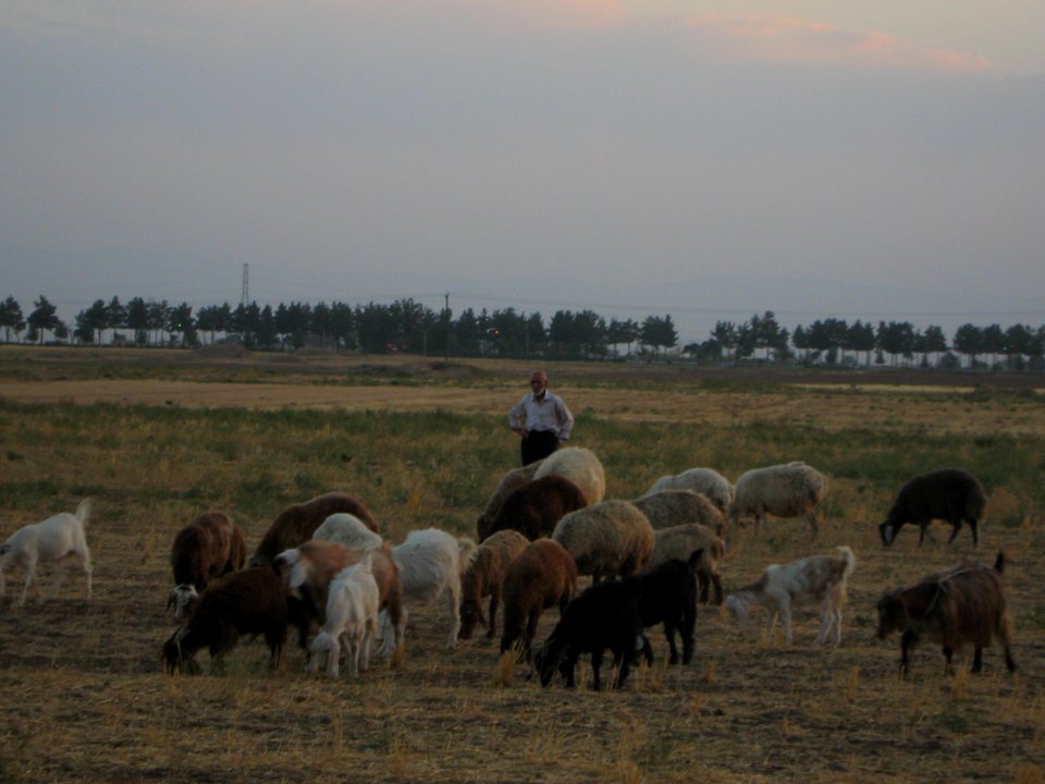 Oldman Ranceher in the outskirt of Nishapur - near Maghrebi mausoleum - upon Old Nishapur soil 27