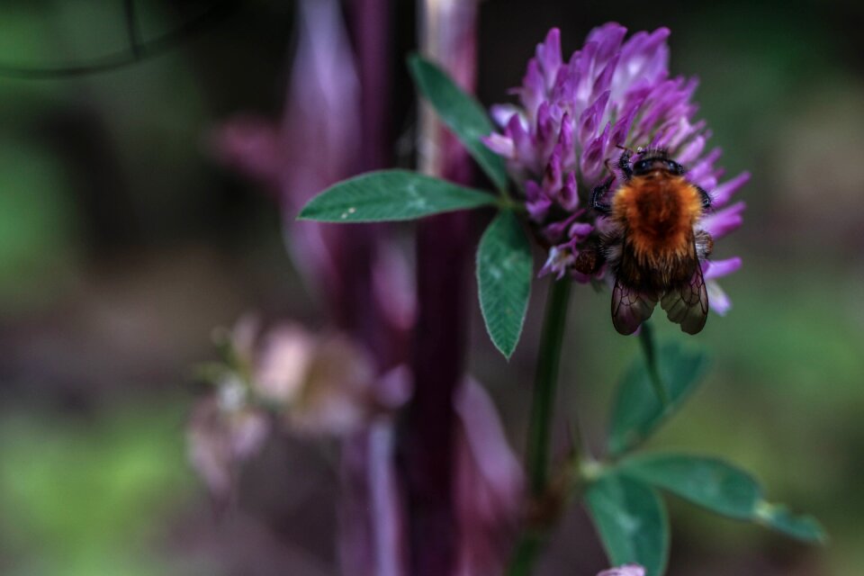 Nature summer macro