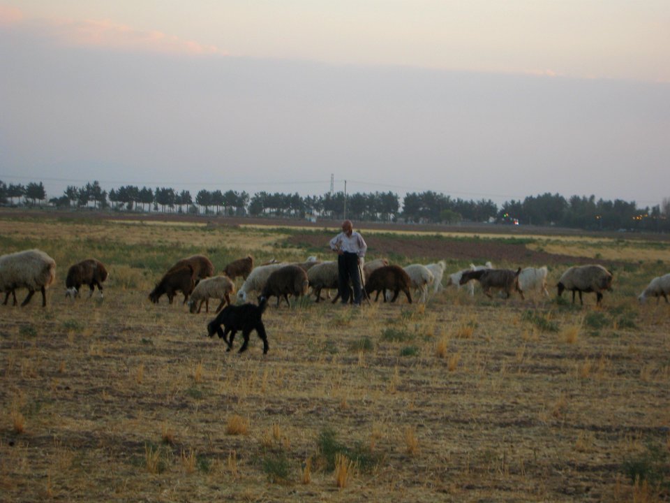 Oldman Ranceher in the outskirt of Nishapur - near Maghrebi mausoleum - upon Old Nishapur soil 06