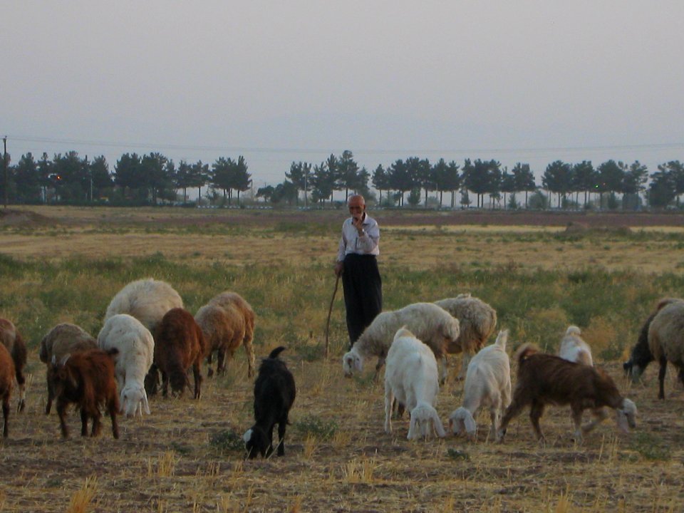 Oldman Ranceher in the outskirt of Nishapur - near Maghrebi mausoleum - upon Old Nishapur soil 18