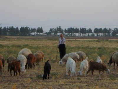 Oldman Ranceher in the outskirt of Nishapur - near Maghrebi mausoleum - upon Old Nishapur soil 18