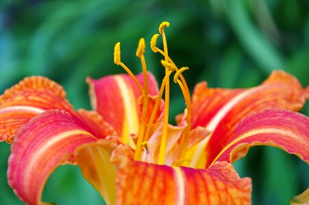 Flower plant garden photo