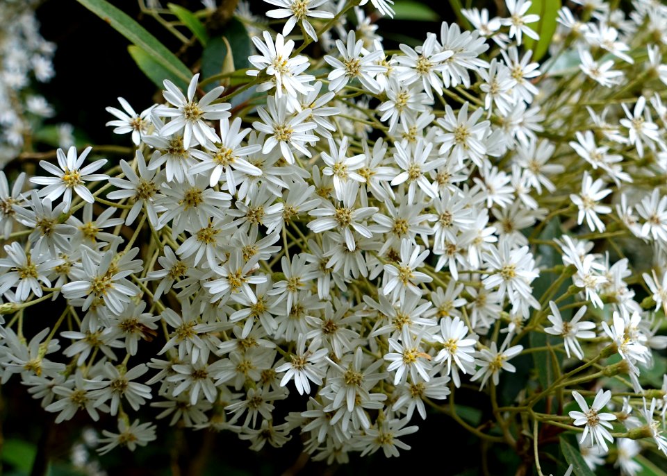 Olearia furfuracea - Trebah Garden - Cornwall, England - DSC01265
