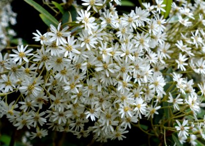 Olearia furfuracea - Trebah Garden - Cornwall, England - DSC01265