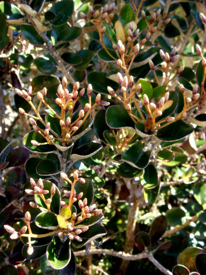 Olearia allomii2 by Peter de Lange
