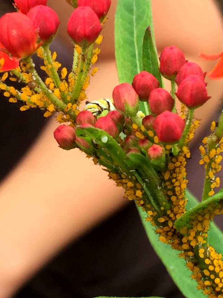 Oleander Aphid Hillsborough NC