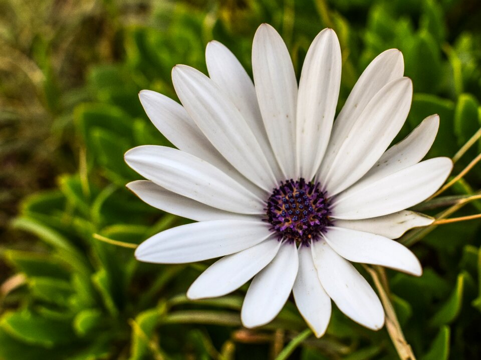 Nature plant blossom