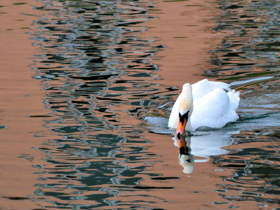 Mirroring animal white
