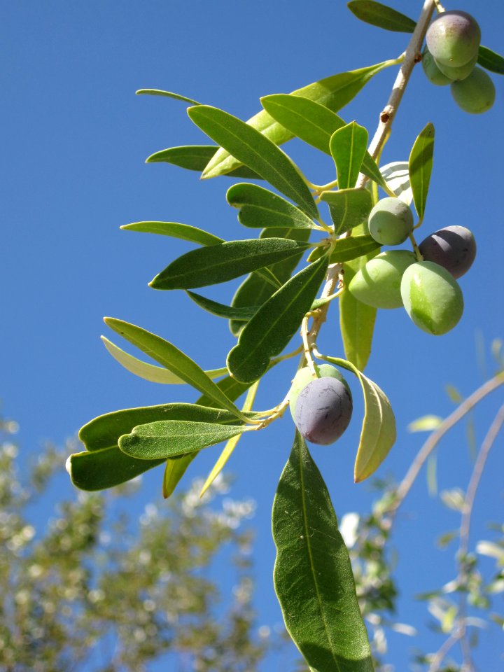 Olea europaea (olives on tree), Skala Kalloni, Lesbos, Greece