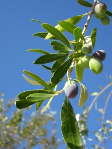 Olea europaea (olives on tree), Skala Kalloni, Lesbos, Greece