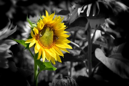 Beauty flower yellow sunflower photo