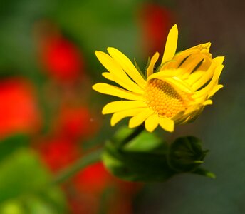 Yellow tender colorful