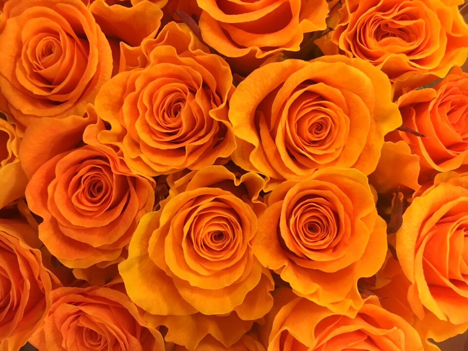 Flowers gold orange