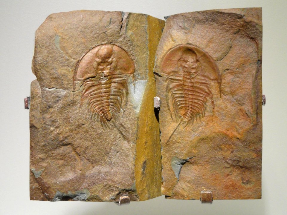 Olenellus sp., Early Cambrian, Eager Formation, Cranbrook, BC, Canada - Houston Museum of Natural Science - DSC01400