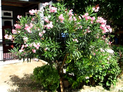 Oleander (Nerium oleander) habit