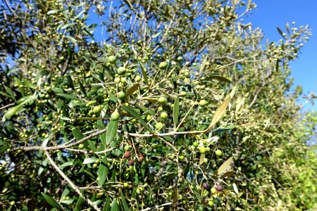 Olea europaea subsp. cuspidata (Olea africana) - Jardín Botánico de Barcelona - Barcelona, Spain - DSC09253