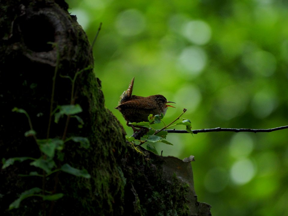 Olympus Digital Camera (195926905)