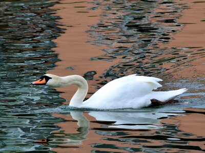 Mirroring animal white photo