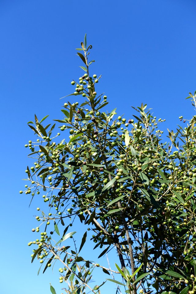 Olea europaea subsp. cuspidata (Olea africana) - Jardín Botánico de Barcelona - Barcelona, Spain - DSC09259