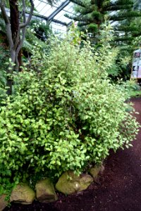 Olearia paniculata - Flora park - Cologne, Germany - DSC00551