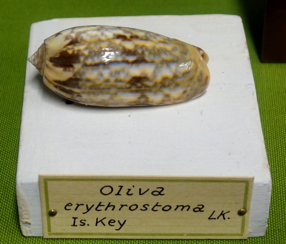 Oliva erythrostoma - Museo Civico di Storia Naturale Giacomo Doria - Genoa, Italy - DSC03248