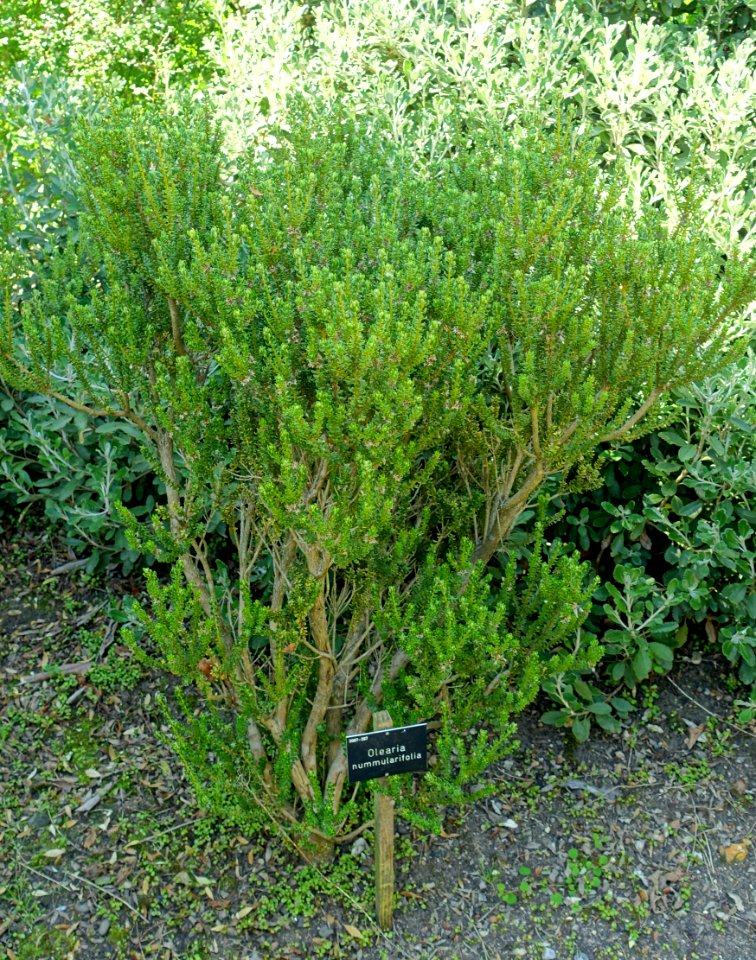 Olearia nummularifolia - Savill Garden - Windsor Great Park, England - DSC05982