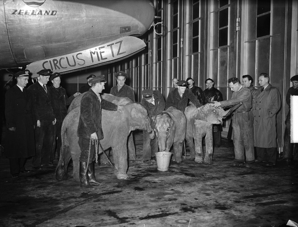 Olifanten op Schiphol uit Bangkok, Bestanddeelnr 904-4763