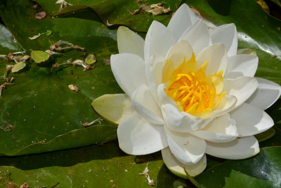 Water lily pond flower