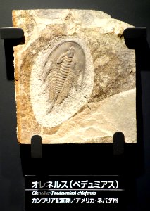 Olenellus (Paedeumias) chiefensis - National Museum of Nature and Science, Tokyo - DSC07736