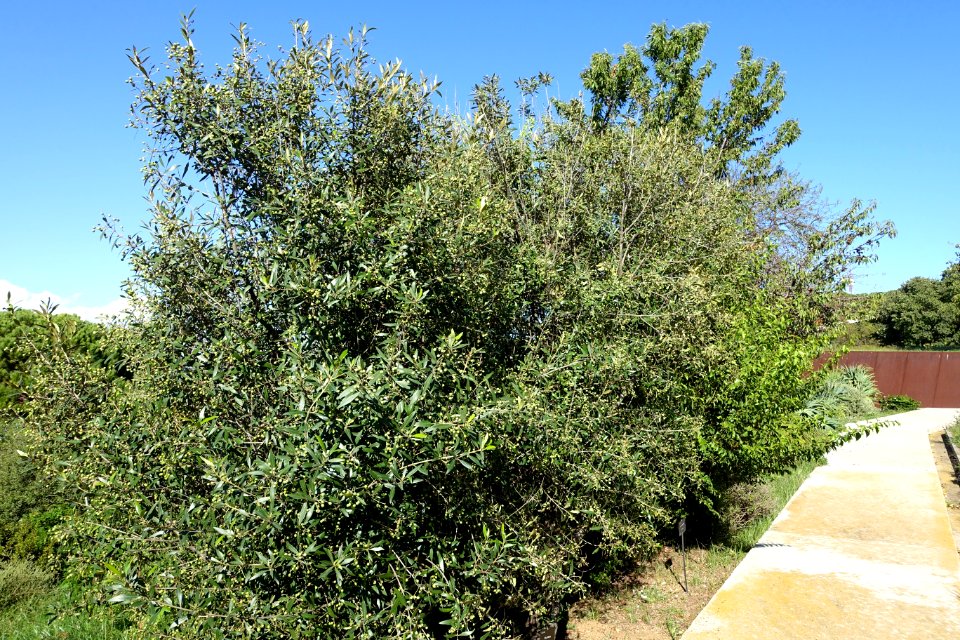Olea europaea subsp. cuspidata (Olea africana) - Jardín Botánico de Barcelona - Barcelona, Spain - DSC09256
