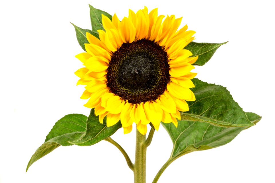 Nature yellow flower bloom