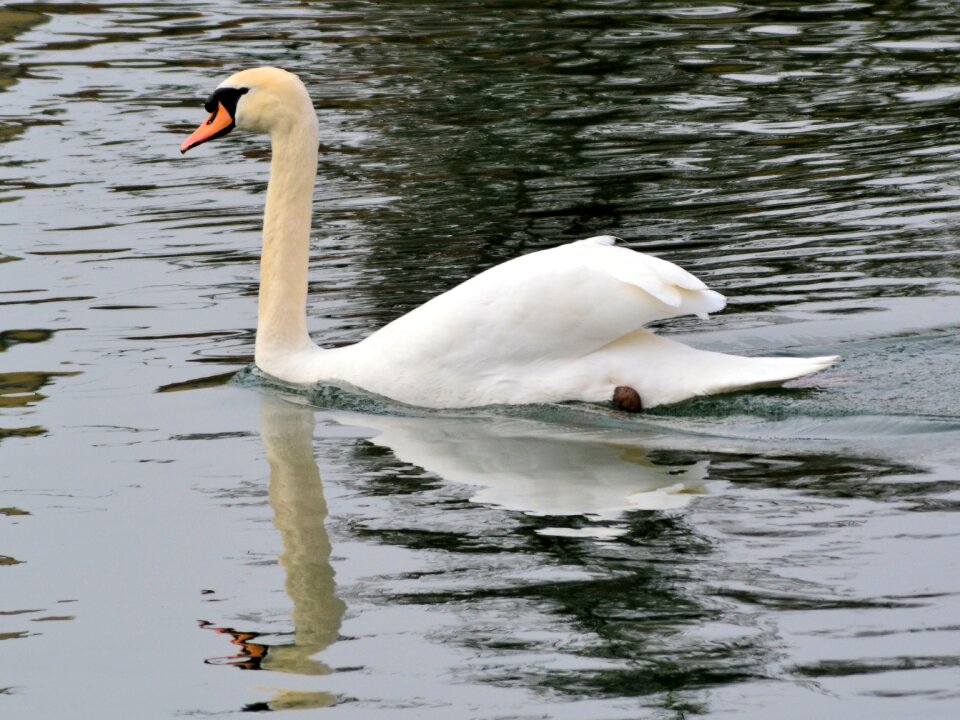 Mirroring animal white