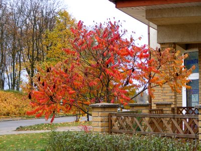 OLECKO. AB-049