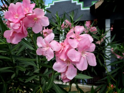 Oleander (Nerium oleander) flowers