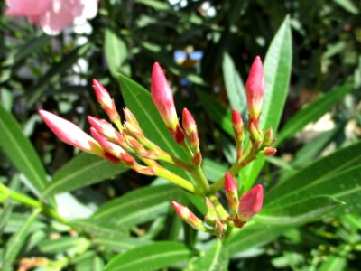 Oleander (Nerium oleander) flower buds