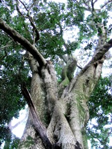 Olea macrocarpa - Giant Ironwood tree - Cape Town 4 photo