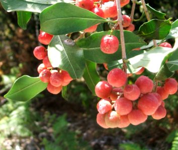 Olinia emarginata tree - South Africa 4