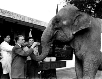 Olifant van Circus Mikkenie heeft trek in haring, Bestanddeelnr 903-0315