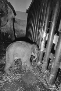 Olifantje geboren in Diergaarde Blijdorp moeder Irma met het baby-olifantje, Bestanddeelnr 933-0036
