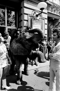Olifant met een aap op zijn rug, Bestanddeelnr 930-3793