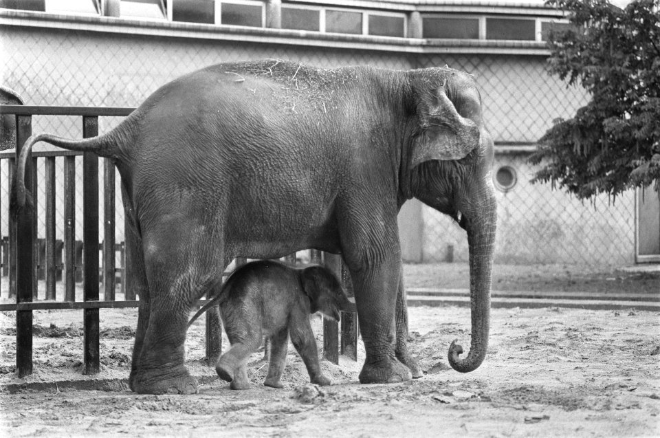 Olifantenbaby Bernhardine eerste keer buiten in Diergaarde Blijdorp te Rotterdam, Bestanddeelnr 933-0317