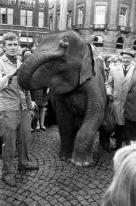 Olifantje Suseela (voor Artis) op de Dam, Bestanddeelnr 920-7574