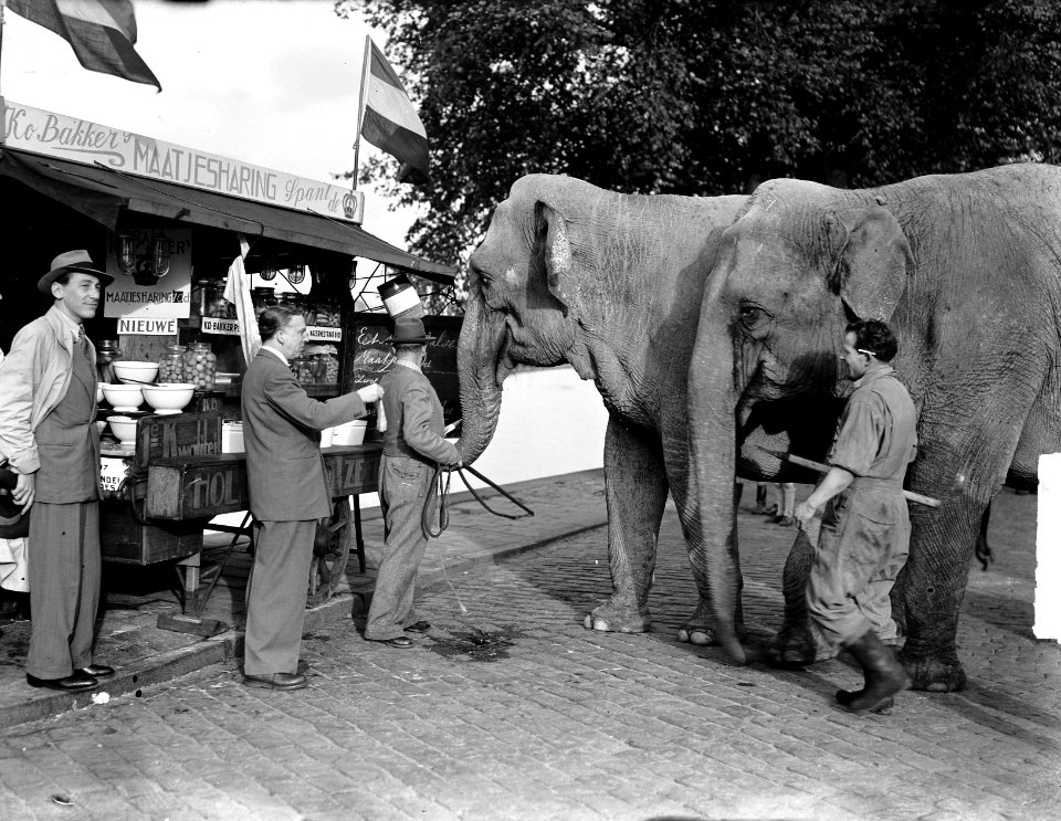 Olifant van Circus Mikkenie heeft trek in haring, Bestanddeelnr 903-0317