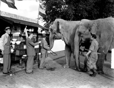 Olifant van Circus Mikkenie heeft trek in haring, Bestanddeelnr 903-0317